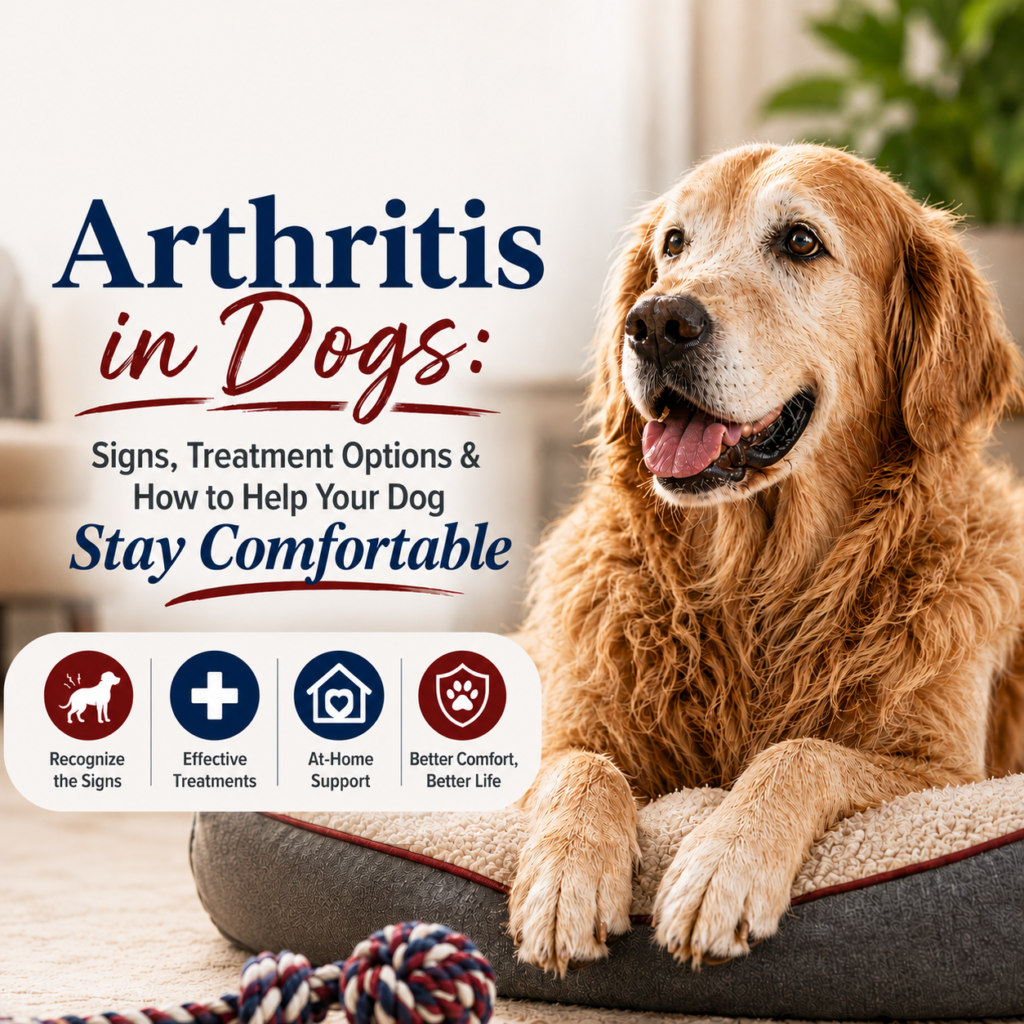 Senior golden retriever resting comfortably on a dog bed beside text reading “Arthritis in Dogs: Signs, Treatment Options & How to Help Your Dog Stay Comfortable,” with icons for recognizing signs, effective treatments, at-home support, and better comfort.